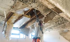 Mold Remediation for Rental Properties in Valrico, FL